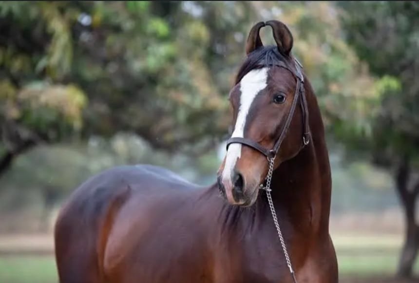 La Raza Marwari: El tesoro ecuestre de la India