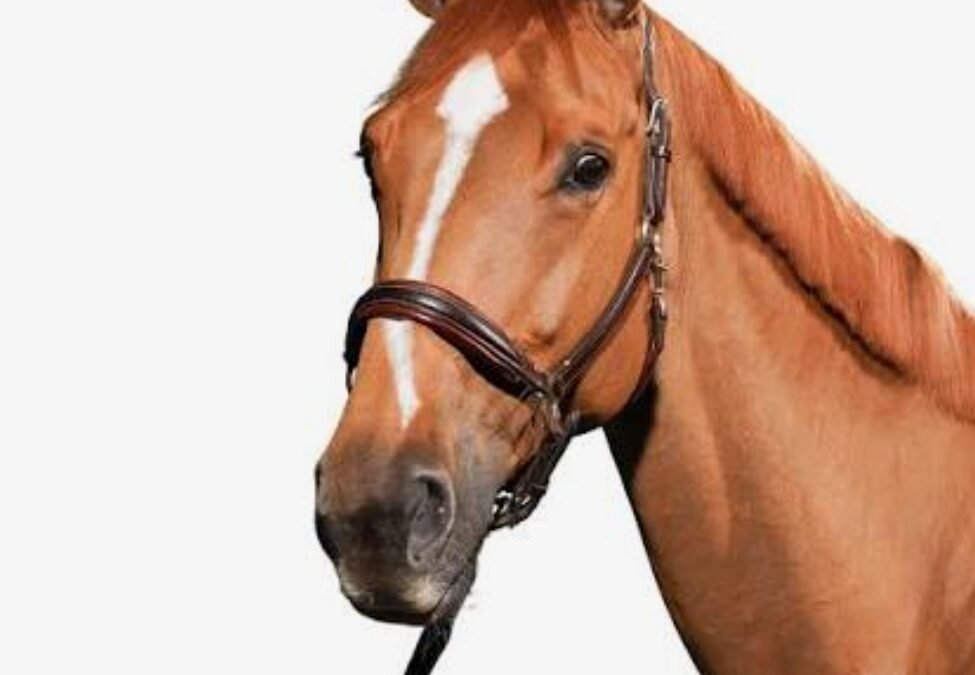 Iron Dames Dubai du Cèdre competirá bajo bandera saudí