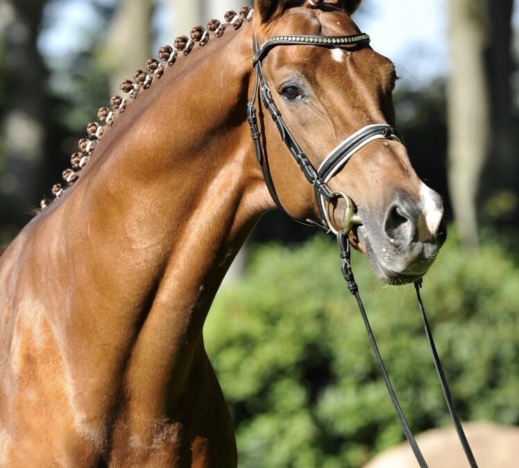 Falleció el semental de Doma Clásica Vivaldi a los 23 años