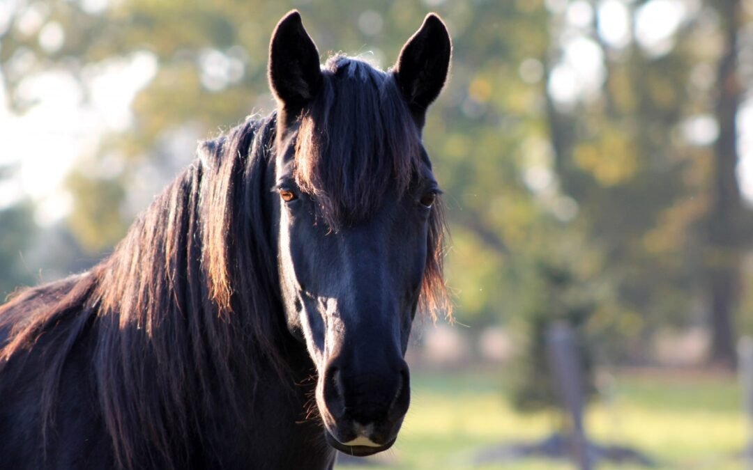 La importancia de la calma antes de una competición hípica