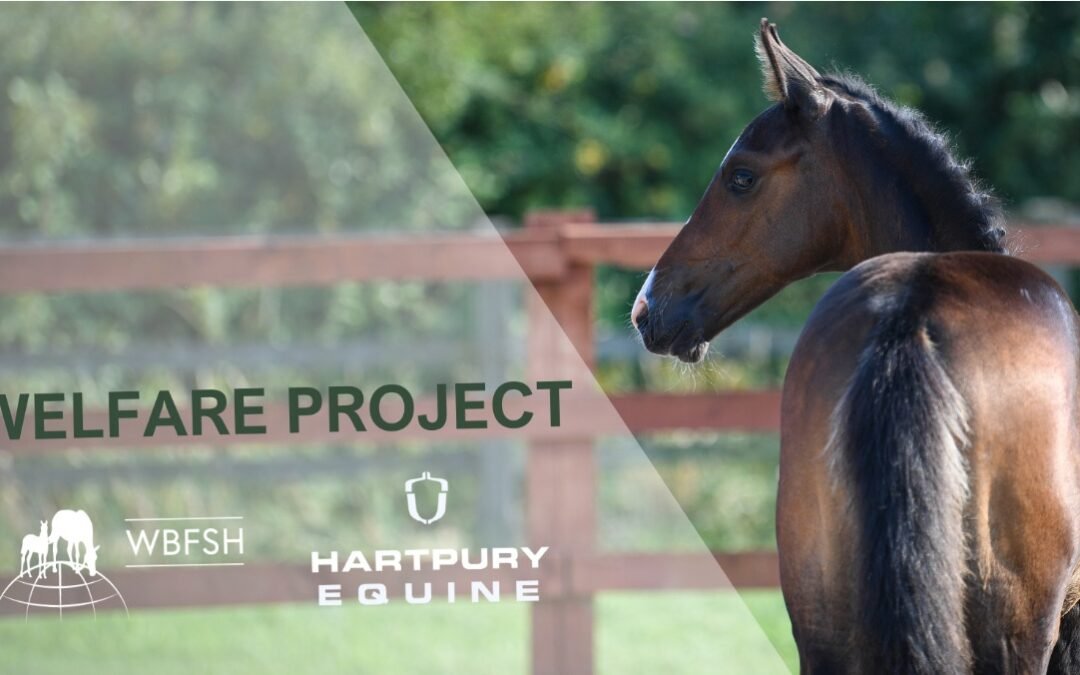 WBFSH lanza la Fase II del proyecto de bienestar equino en la cría de caballos de deporte