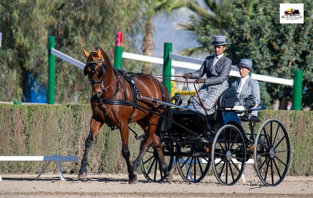 Proclamados los ganadores de la Copa del Rey de Enganches 2025 en Lorca