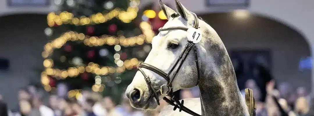 Todo listo para la celebración de la P.S.I. Auction 2025 