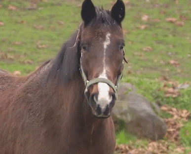 Nuevos casos de Equine Herpesvirus-1 (EHV-1)