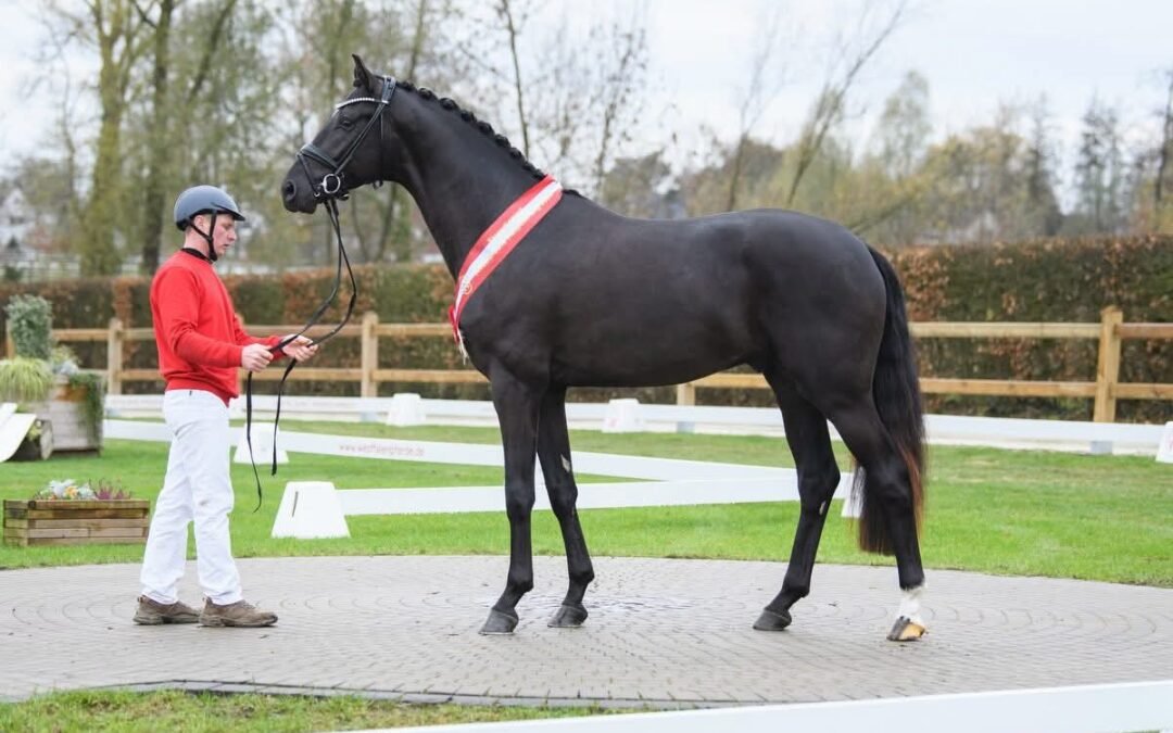 So Perfect lidera la aprobación westfaliana con un hijo vendido por 500.000 euros