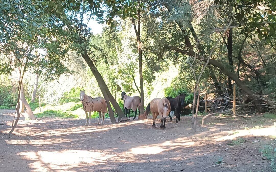 Los beneficios de tener a tu caballo en un paddock activo