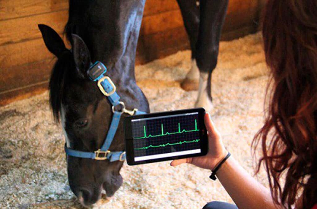 Tecnología que cuida a tu caballo: los wearables ecuestres están transformando el bienestar equino