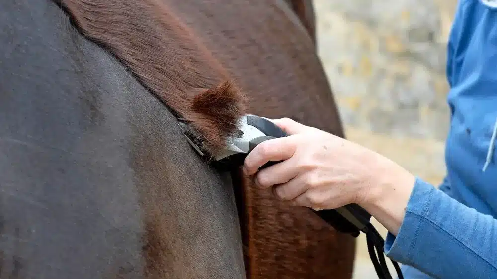Esquilar a tu caballo, pros y contras