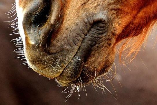 Por qué no deberías recortar las vibrisas de tu caballo